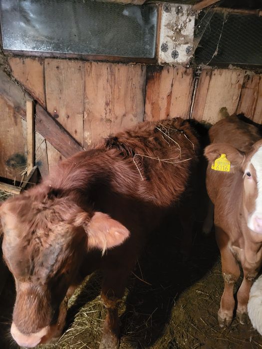 Tauras angus in jur de 200 kg