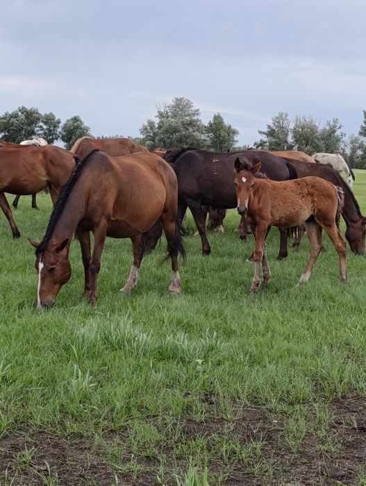 Продам лошадей оптом