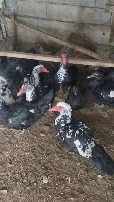 Продаётся индоутки в городе кентау