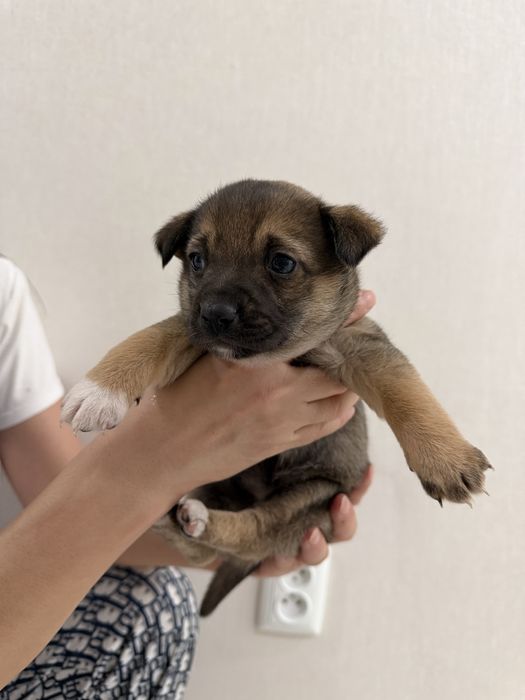 Отдам щенят в хорошие руки