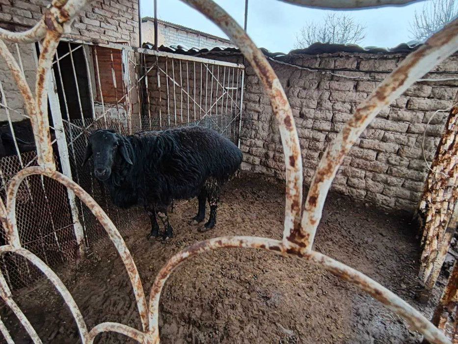 Продаются домашние бараны.