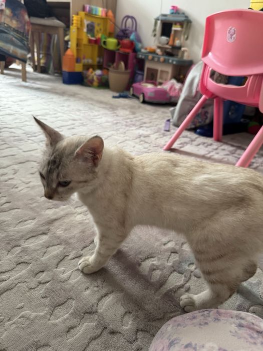 Котенок тайская табби-поинт