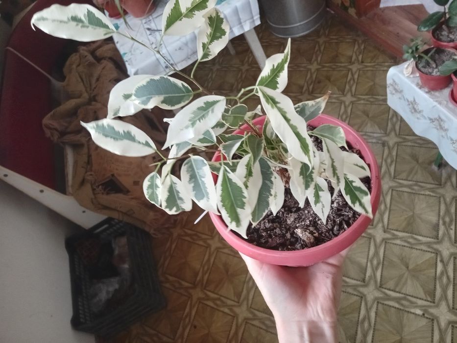 Фикус Бенджамина