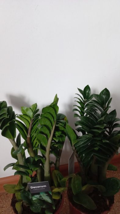 Комнатные растение