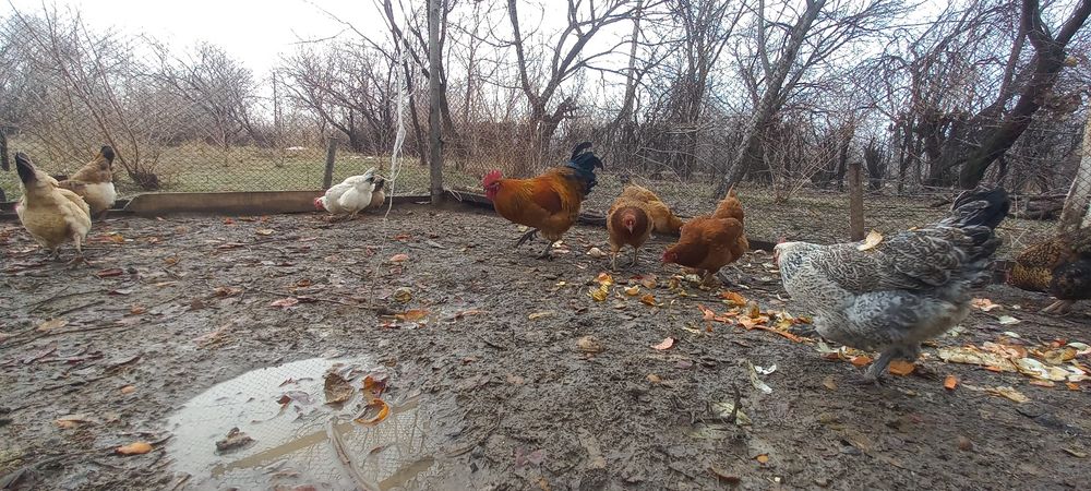 Тауык кораз сатылады