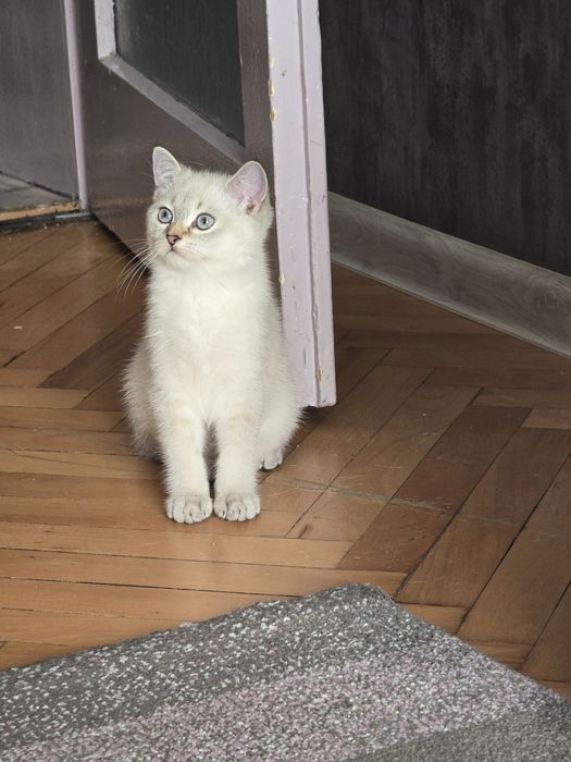 Британски котенца