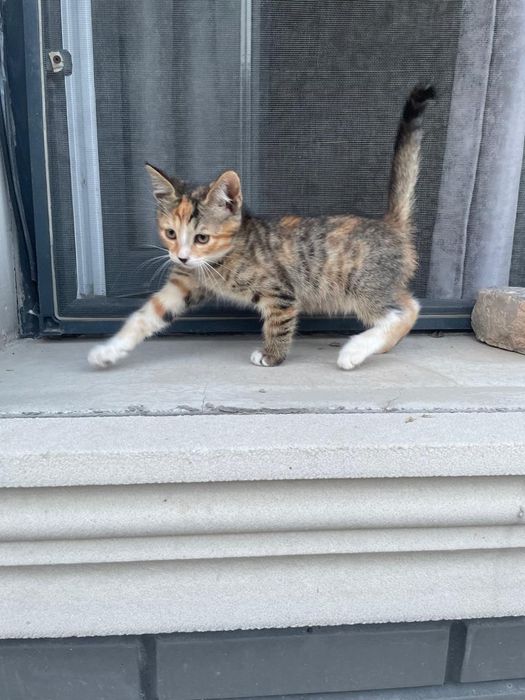 Отдам котят бесплатно