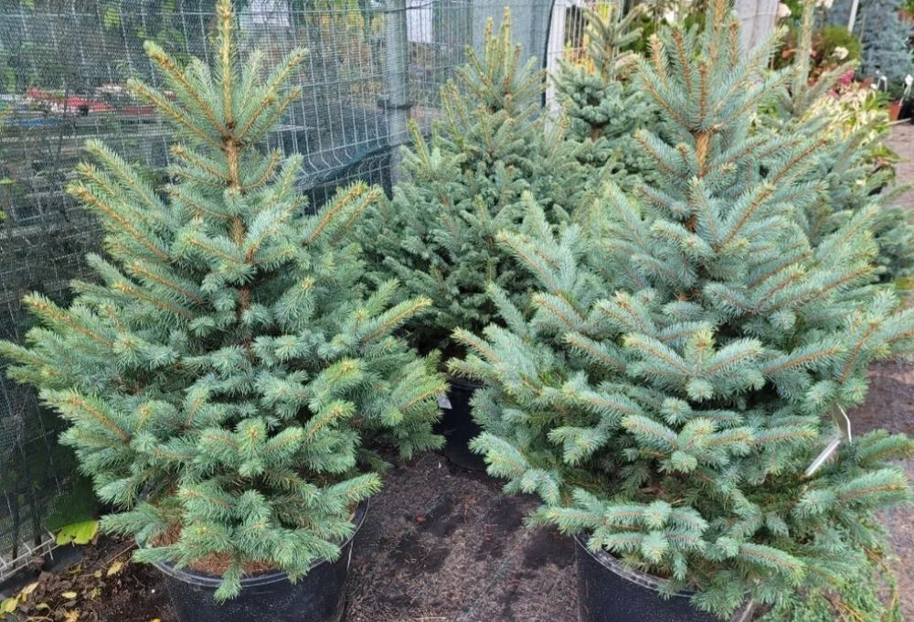 Хвойный растение