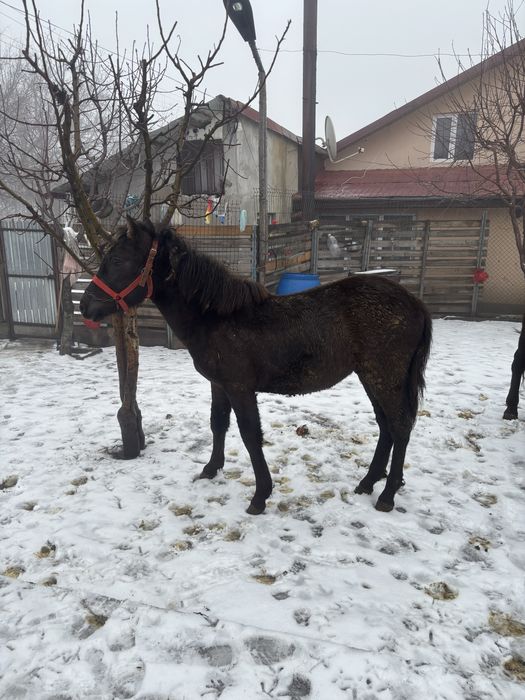 Cai de vanzare pentru tras la caruta