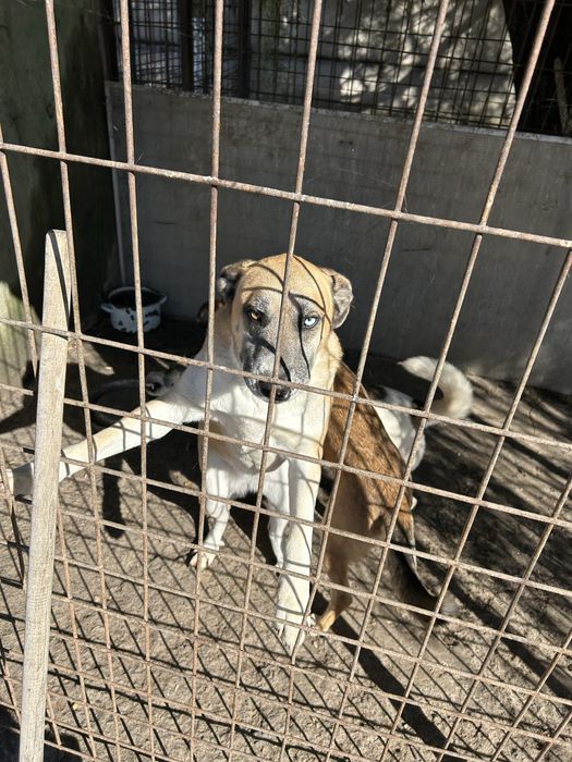 Професионална разходка на кучета в гр. София