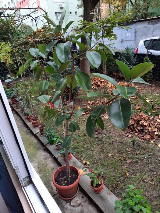 Ficus elastica  plantă