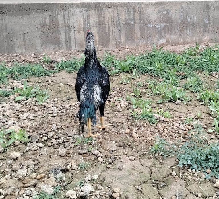 Jo'jani zorini boqama deganla uchun