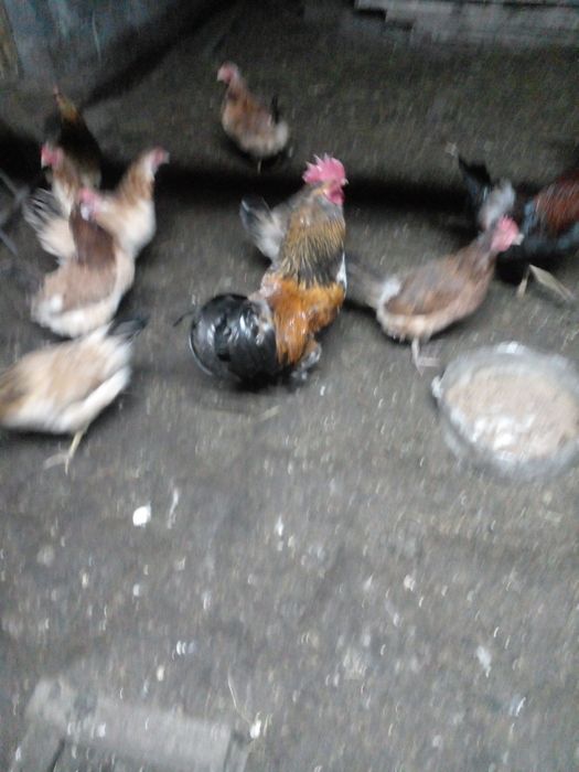 Продам петухов домашние