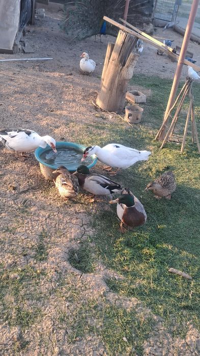 Rățoi sălbatici, rațe mute,cocoși americani