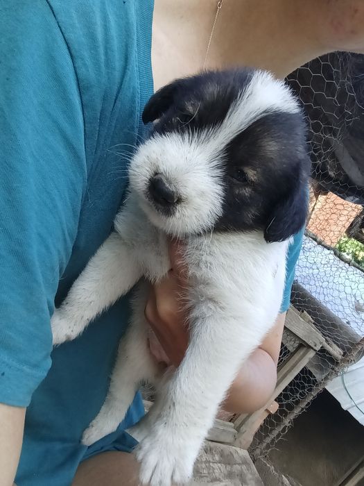 Donez cățeii mici