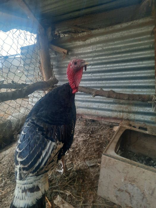 Эркак курка сотилади