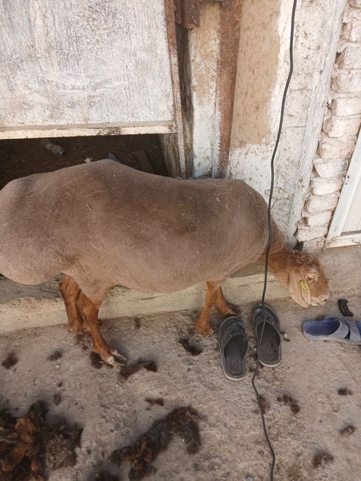 Quy zuni olish xizmati bor