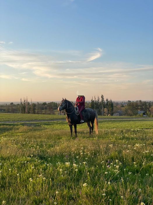 Айгыр Конь Рысак Кокпар