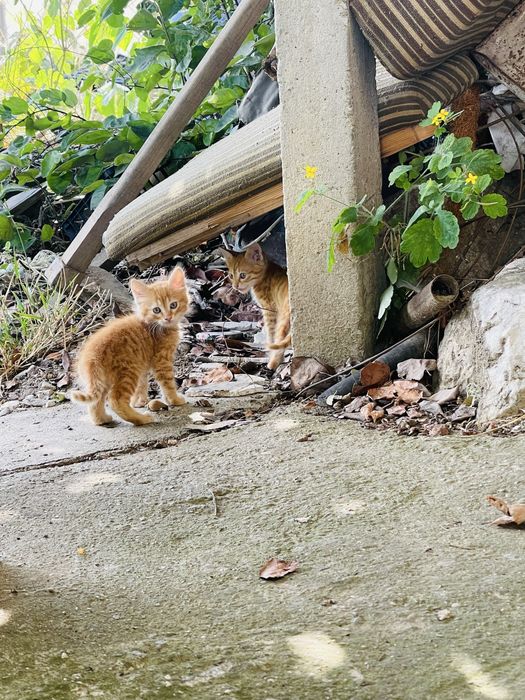 Подарявам 4 котенца