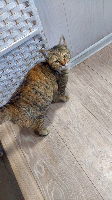 Кошка кошка кошка