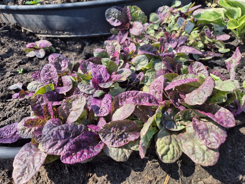 Продам растения с дачи