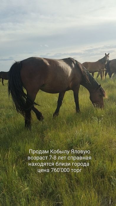 Продам кобылу Яловую