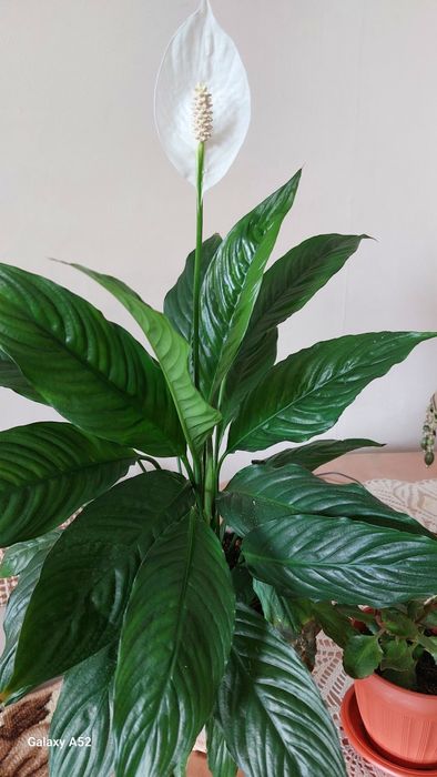 Продам комнатные цветы