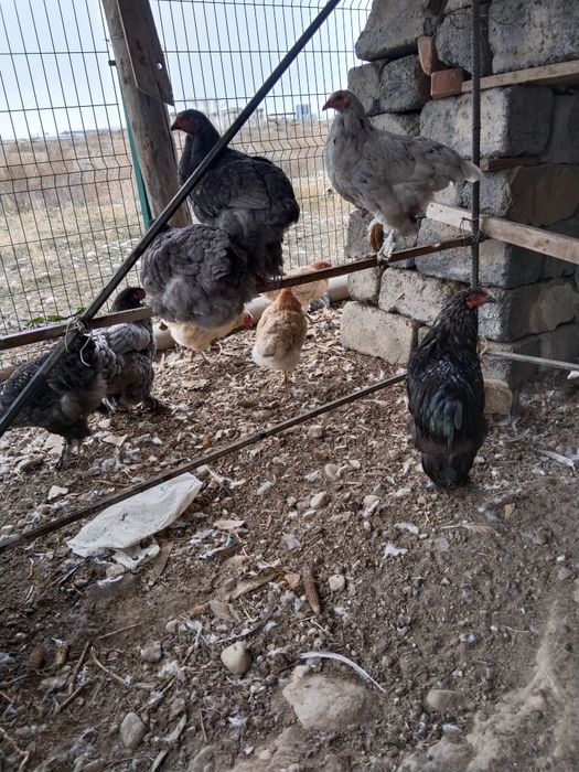 Rayman Origins порно