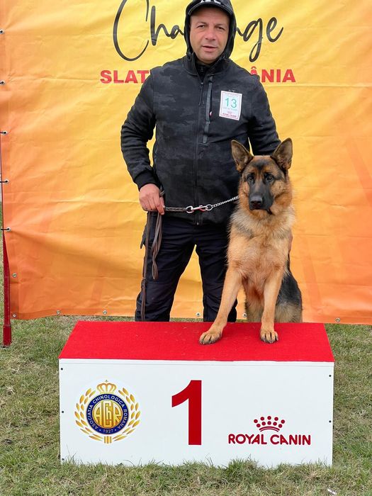 Dresaj canin Pitesti