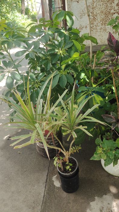 Продам комнатные цветы