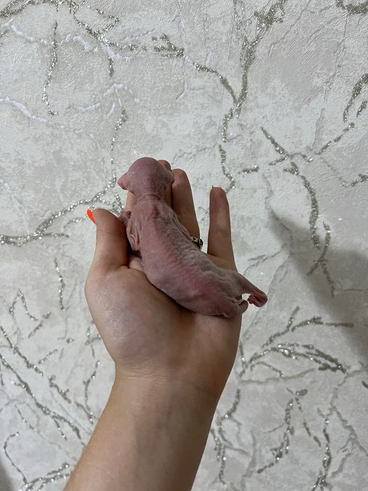 Котенок сфинкса бронь