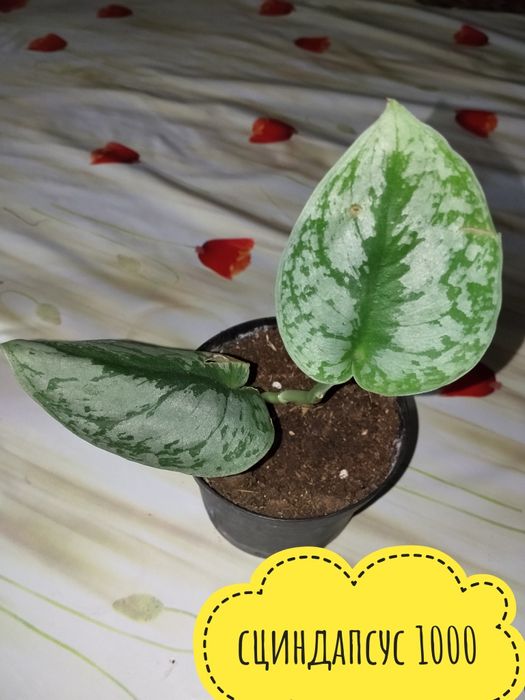 Цветы  комнатные