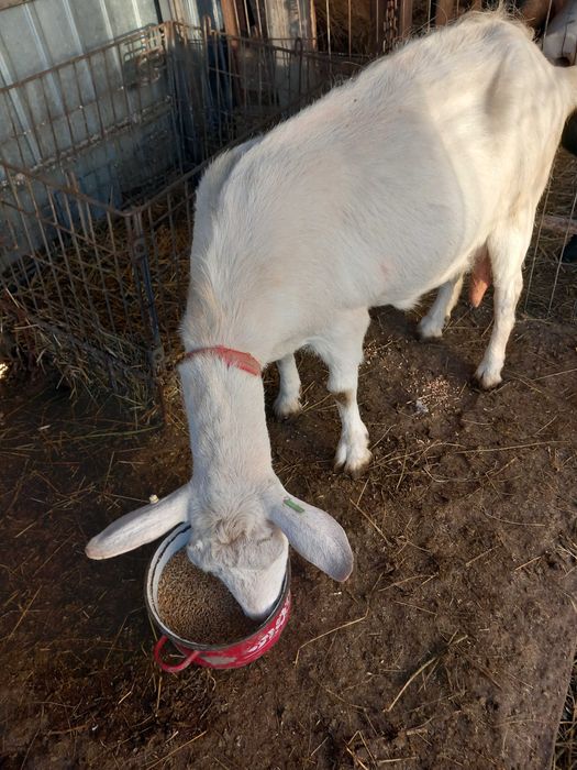 Țap de vânzare rasa Sannen