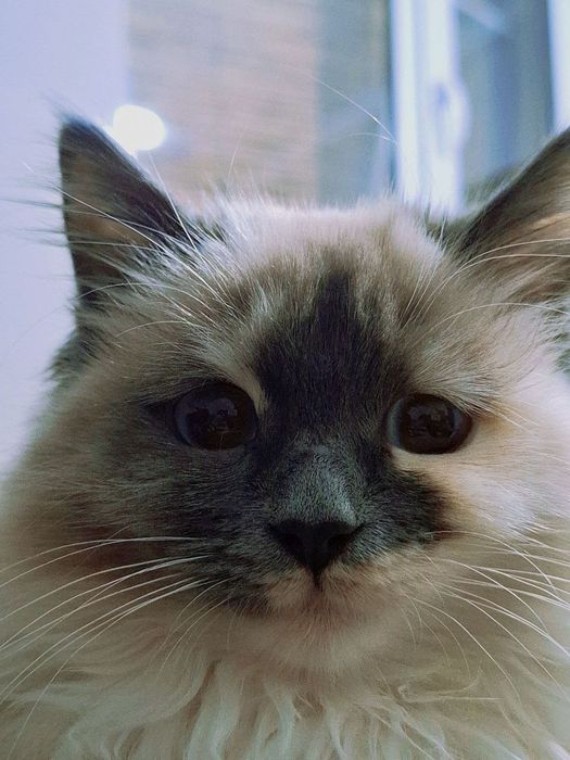 Кошки животныедаа