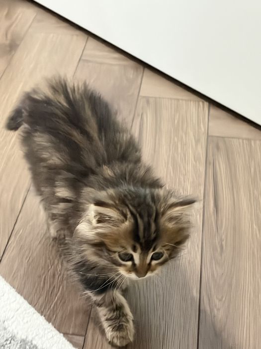 Отдам котенка в добрые руки