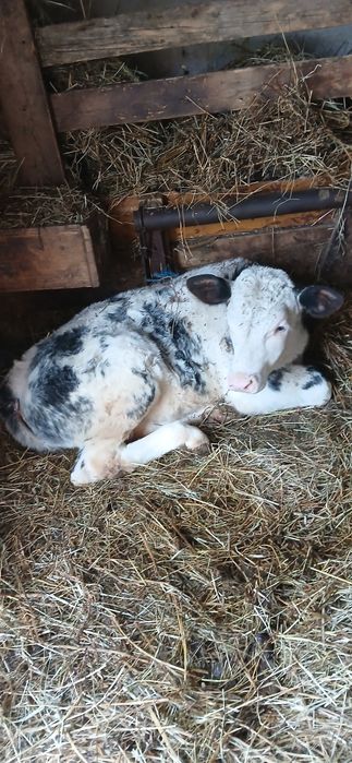 Vaca cu vițel de vânzare