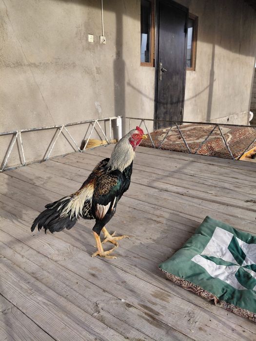 Бойцовы кораз дакан петух