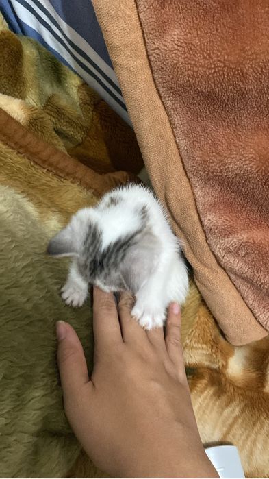 Котенок в добрые руки