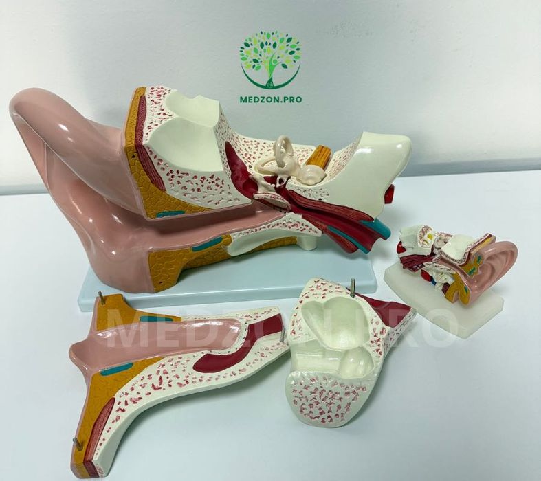 Анатомические Муляж Уха