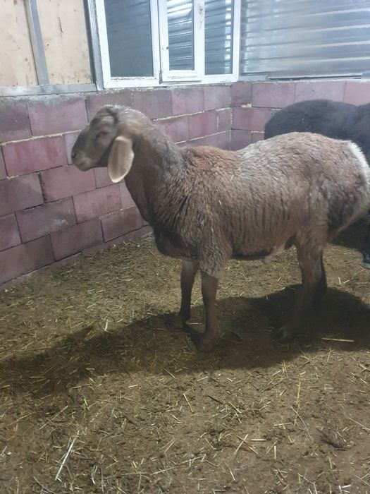 Продам кочкара  арашан возраст 1 год