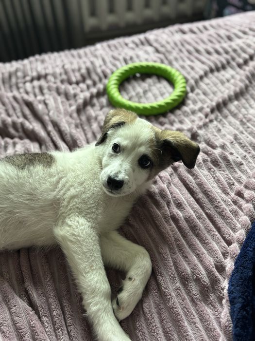 Продам щенка лайки