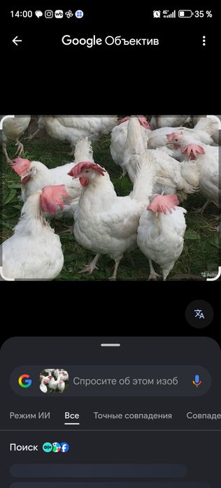 Продам курей несушек