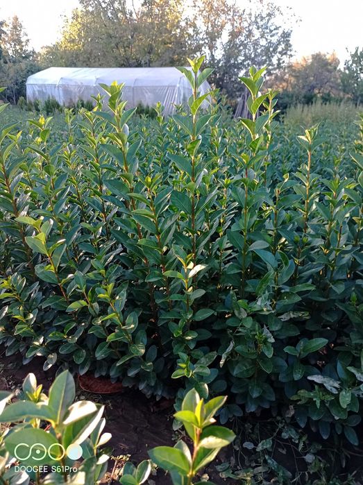 Легуструм  на гол корен -вечнозелен готов за жив  плет!070-1,10см