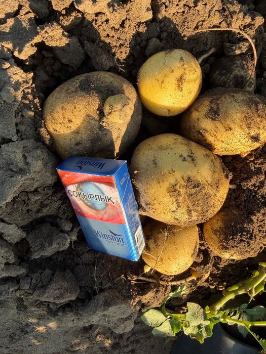 Продам морковь и картофель с полей!
