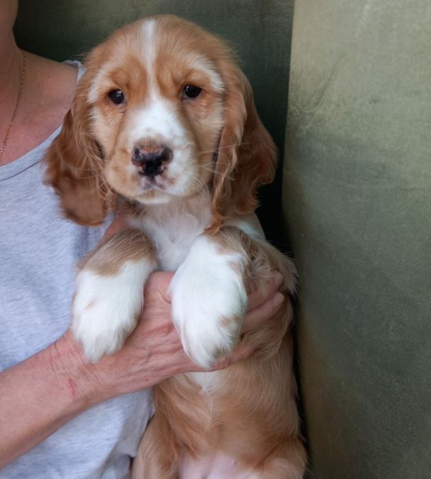 щенок английского кокер спаниеля от клубных родителей