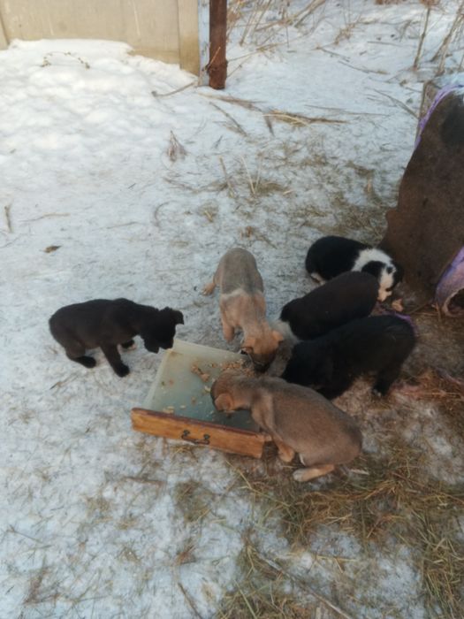 Отдам щенят бесплатно