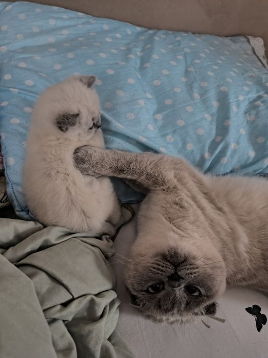 Малко късокосместо котенце