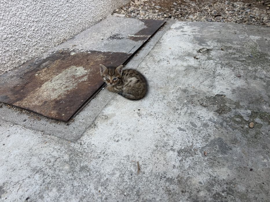 Подаряваме малки котета