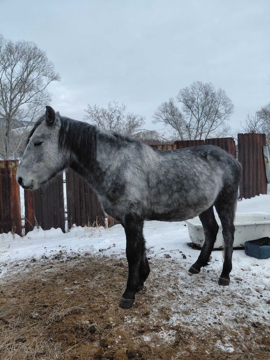 Жеребец, донен .