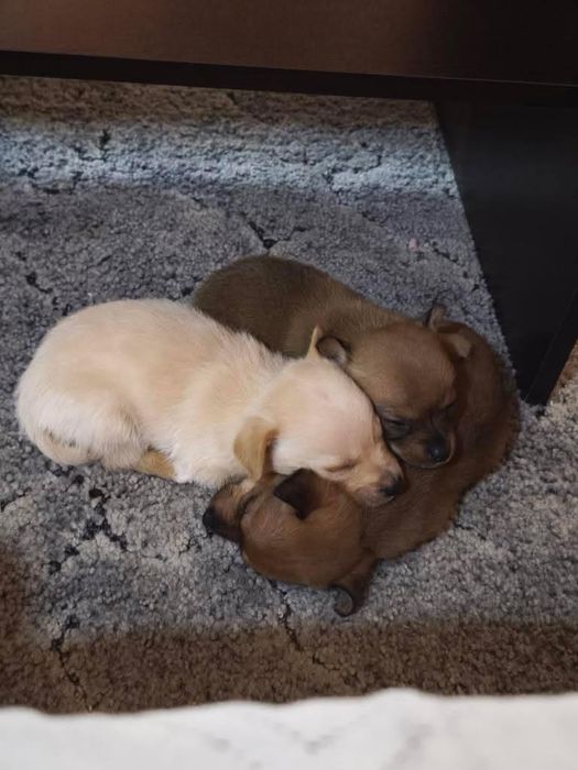 Кученца чихуахуа